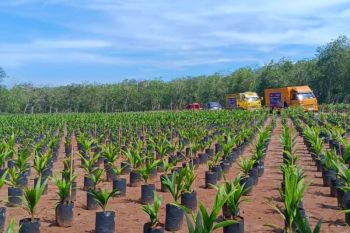Gapki distribusikan genetik sawit asal Tanzania di Sumut