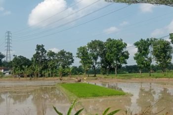 Hindari musim kemarau, petani Lebak percepat gerakan tanam