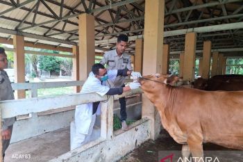 Ini jumlah hewan untuk ibadah kurban di Aceh Jaya