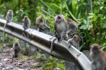 Dinkes Aceh Jaya temukan 30 kasus malaria penularan dari monyet