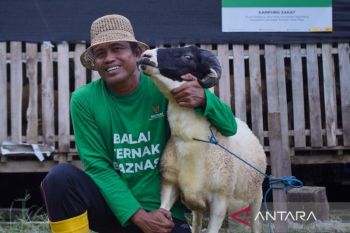 Baznas berdayakan peternak mustahik Lamongan untuk pasok hewan kurban