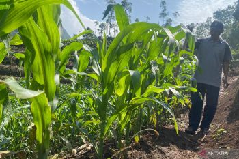 Garut dorong petani tanam jagung di lahan tadah hujan