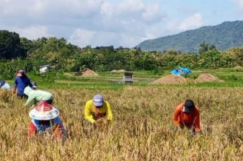 Pemkab Magetan catat serapan pupuk subsidi pada MT1 capai 22 persen