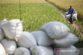 Bulog serap gabah petani capai 2,4 juta ton