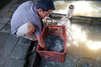 DKP Kota Mataram mengantisipasi dampak EL Nino bagi pembudidaya ikan air tawar