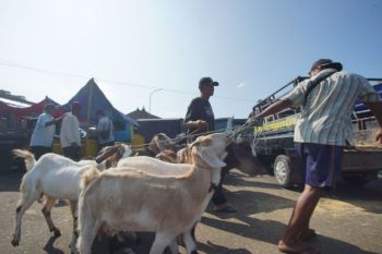 TPID DIY sebut Gunungkidul siap pasok hewan kurban bagi daerah lain
