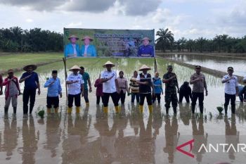 Dukung Ketahanan Pangan, Bupati Inhu Turun Langsung Pimpin Tanam Padi di Kuala Cenaku