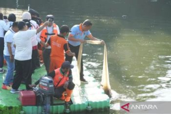 Pemprov DKI sebut penanganan ikan sapu-sapu harus libatkan daerah hulu