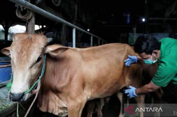 Sudin KPKP Jaktim pastikan 60 sapi kurban di Duren Sawit sehat