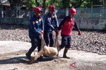 DKPPP mengambil sampel darah rusa di Pengayoman cegah penyakit zoonosis