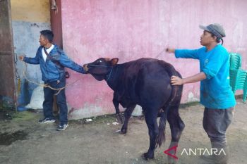 Cianjur: Kebutuhan hewan kurban 2026 sekitar 3.000 ekor