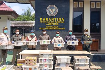 Penyelundupan 620 ekor burung  digagalkan, kondisinya memprihatinkan