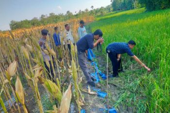 Petani di Grobogan tewas diduga tersengat Jebakan tikus beraliran listrik
