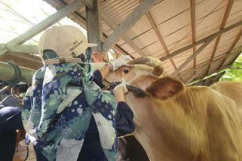 Lalu-lintas ternak di Tulungagung meningkat jelang Idul Adha