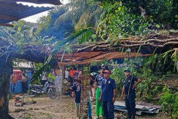 Damkar Ambon evakuasi pohon tumbang timpa rumah di Lateri 2