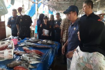 DKP Sulbar : Waspada ikan mengandung bahan kimia berbahaya
