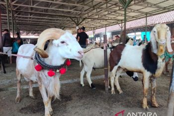 Pemkot Cimahi kerahkan 30 petugas lakukan pemeriksaan kesehatan hewan kurban