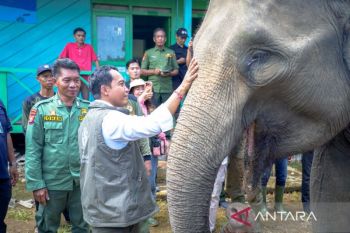 Gunakan drone, BKSDA temukan ada 17 gajah liar di BAS Bengkulu