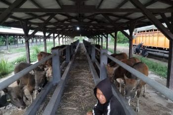 Karantina Bali perketat lalu lintas hewan ternak buntut dokumen palsu