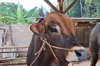 Gubernur Lampung sebut hilirisasi peternakan bantu cukupi kebutuhan protein