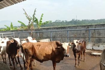 Petugas Distan Banten lakukan pemeriksaan hewan kurban di Lebak