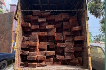Sopir bawa kayu pembalakan liar dari Cagar Biosfer Giam Siak Kecil diamankan, polisi telusuri jaringannya