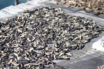 Pemkot Bontang cetak 657 NIB baru dengan dominasi izin UMK