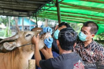 DKI berkoordinasi dengan daerah pemasok, pastikan hewan kurban sehat