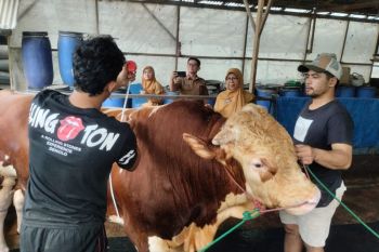 Sapi peternak asal Balai Tangah dipilih jadi sapi kurban Presiden di Tanah Datar