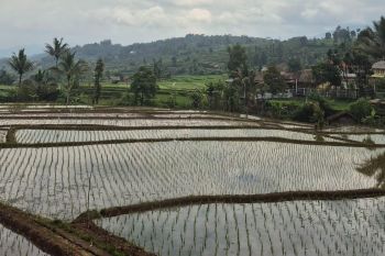 Sumedang optimalisasi irigasi untuk tingkatkan produktivitas padi