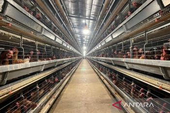 Kementan: Peternak rakyat jadi prioritas pengembangan industri ayam