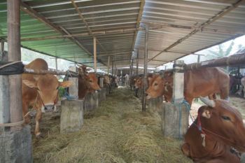 DIY pastikan  ketersediaan dan kesehatan hewan kurban jelang Idul Adha