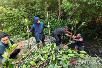Terminal Petikemas Surabaya tanam bibit mangrove di Sontoh Laut