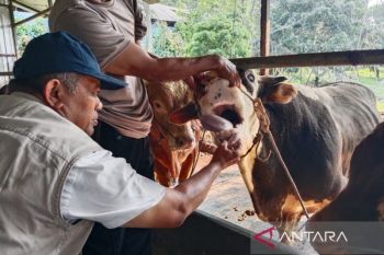Pemkab Batang optimalkan pemeriksaan hewan kurban cegah penularan penyakit