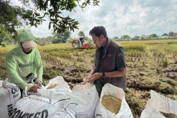 Bulog Lampung catat realisasi serapan gabah capai 369 ribu ton