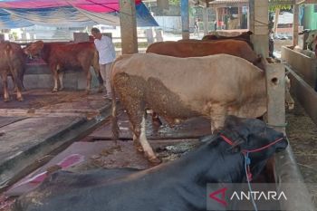 Pemkot Yogyakarta ingatkan pentingnya SKKH hewan kurban