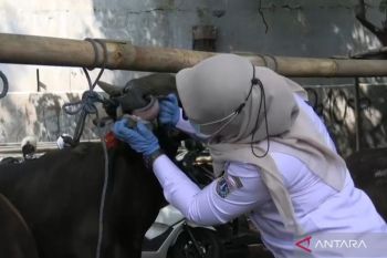 Jelang Idul Adha, warga Jakbar diimbau terapkan eco kurban