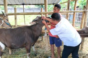 Tim kesehatan hewan kurban Mataram menemukan penyakit mata pada sapi