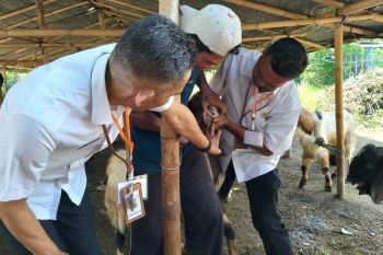 Distan Mataram menurunkan tim kesehatan hewan kurban ke 70 titik