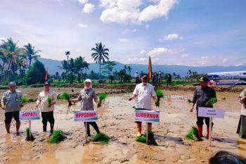 Rehabilitasi sawah pascabencana di Agam capai 276 hektare (Video)
