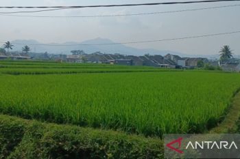Cianjur catat pengurangan lahan sawah sekitar 848 hektare dalam sewindu