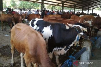 Pemkab Kudus pantau kesehatan hewan ternak jelang Idul Adha