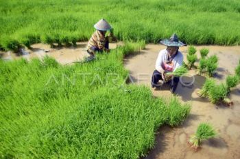 Petani mulai tanam padi di lahan bekas bencana
