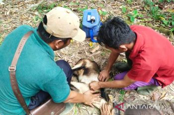 Pemkab Simeulue vaksinasi ratusan hewan ternak cegah penyakit menular