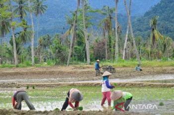 Padang Pariaman pulihkan sawah terdampak bencana melalui Oplah