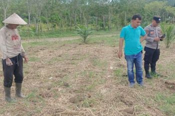 Polsek Haruai cek lahan jagung Desa Seradang