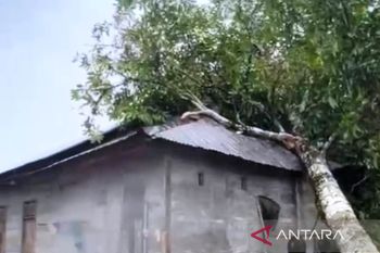 Rumah warga di Aceh Barat tertimpa pohon akibat angin kencang