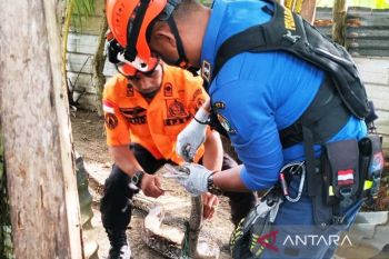 BPBD Aceh Barat evakuasi ular piton panjang 5 meter dari rumah warga