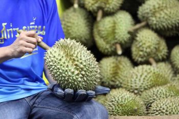 Album Asia: Mengintip panen melimpah durian di Chanthaburi Thailand