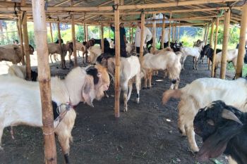 Mataram pastikan lapak pedagang kurban tidak gunakan fasilitas umum